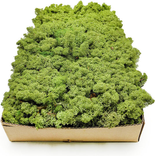 Reindeer Moss Lichen Norway Medium Green 50g Net