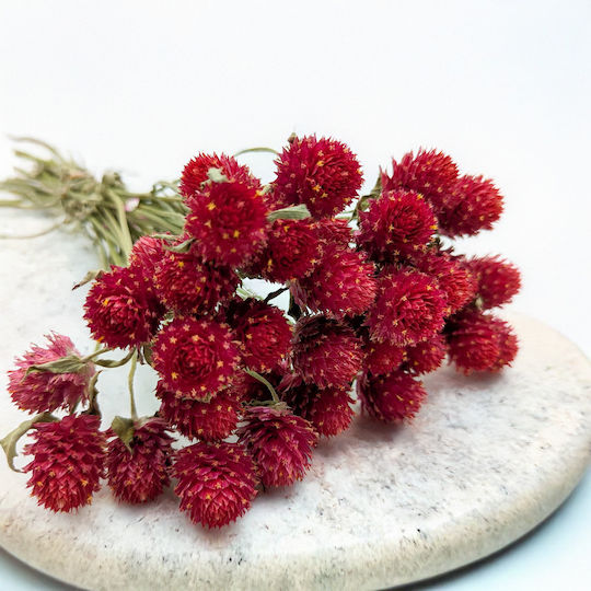 Dried Globe Amaranth Bouquet Globe Everlasting Red