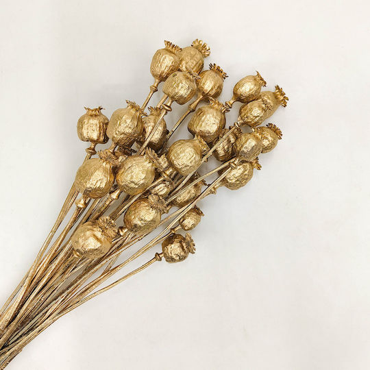 Dried Poppy Head Papaver Gold