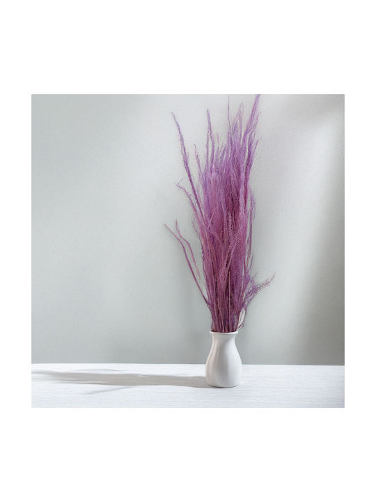 Dried Broom Agrostis Grass Lilac
