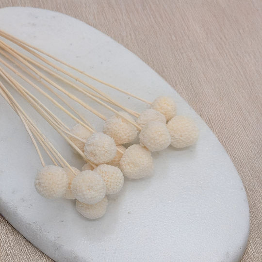 Dried Craspedia Craspedia Natural Extra Bleached Bouquet 15 Pcs