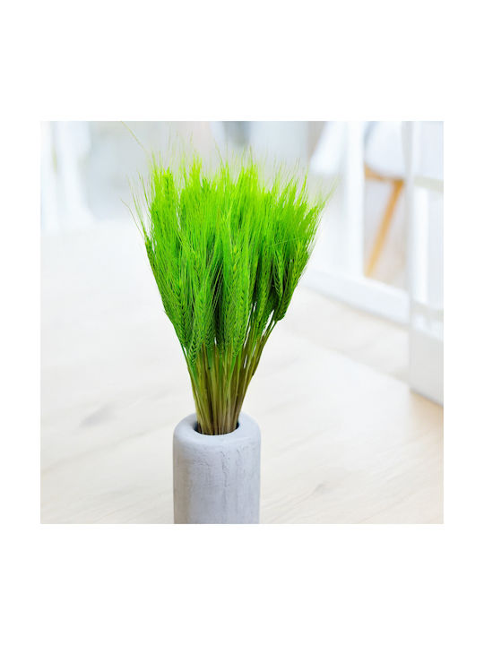 Dried Triticale Light Green