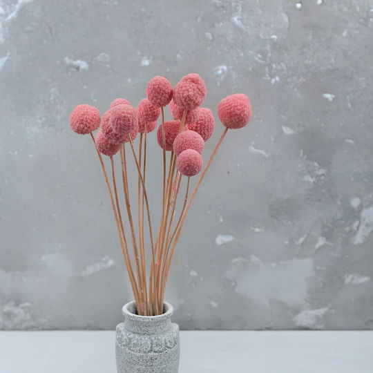 Dried Craspedia Craspedia Extra Pink Bouquet 15 Pcs