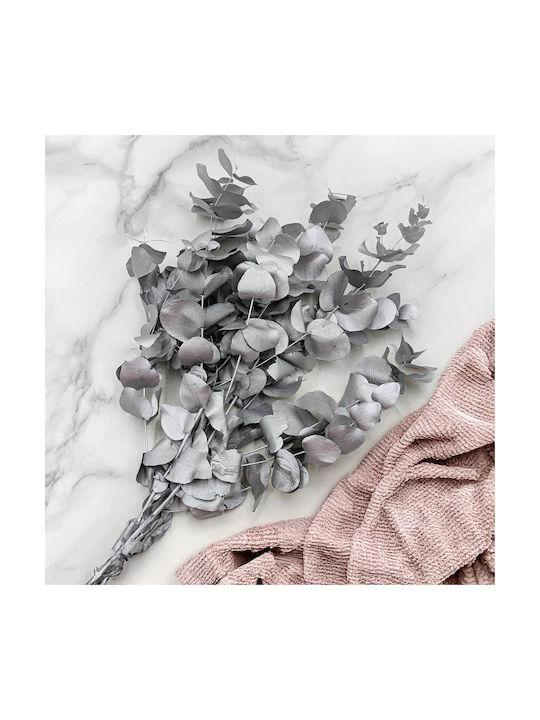 Stabilized Eucalyptus Cinerea Silver
