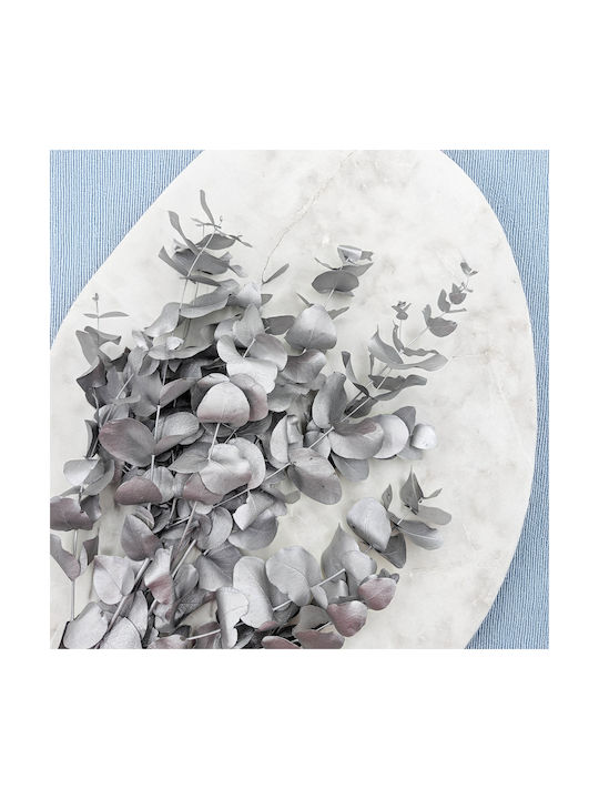 Stabilized Eucalyptus Cinerea Silver