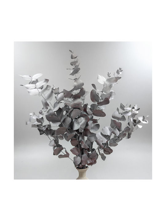 Stabilized Eucalyptus Cinerea Silver