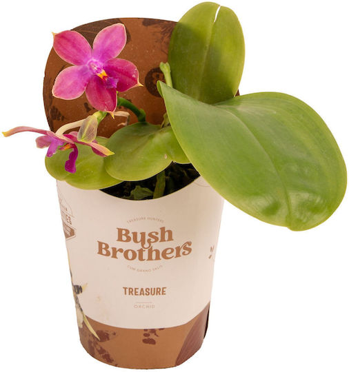 Phalaenopsis Violacea Aρωματικη
