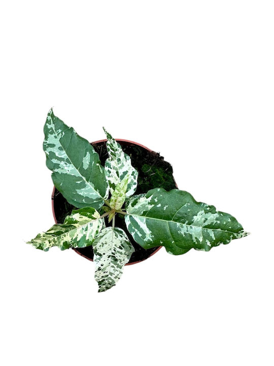 Φίκος Ficus Snowstorm