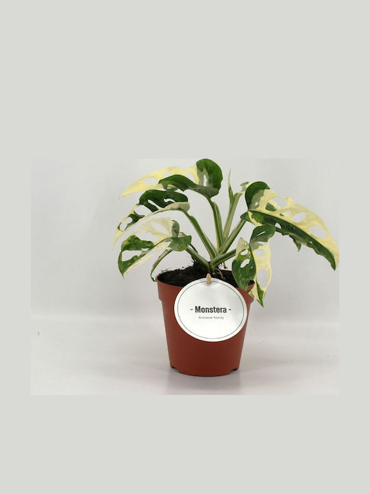Monstera Adansonii Variegated Monstera Adansonii Variegated