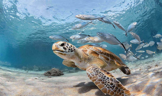 Dimcol Non-Slip Bath Mat Sea Turtle 261 33463065005 Colorful 60x100cm