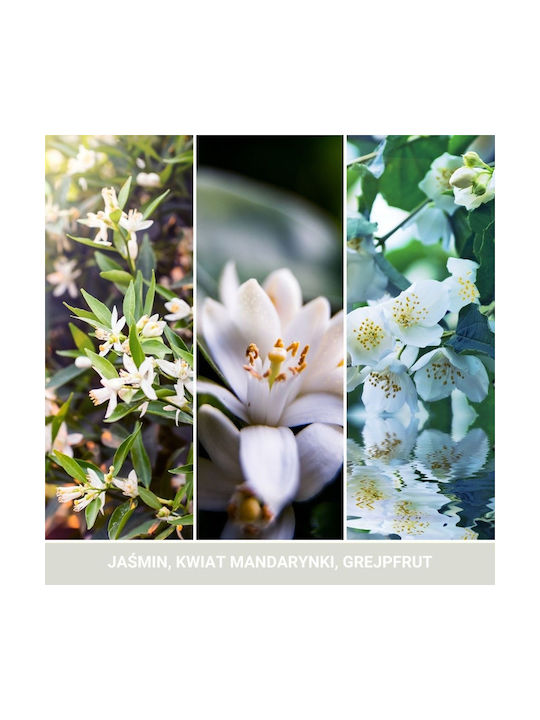 Yankee Candle Signature Midnight Jasmine 100 Ml