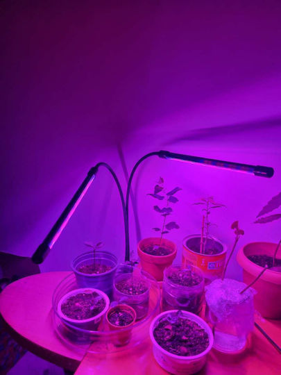 Schreibtisch Wachstumslicht mit LED