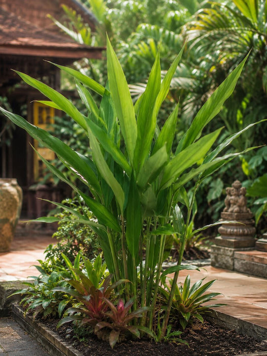 Тайландски Джинджифил Alpinia Galanga – 12 см