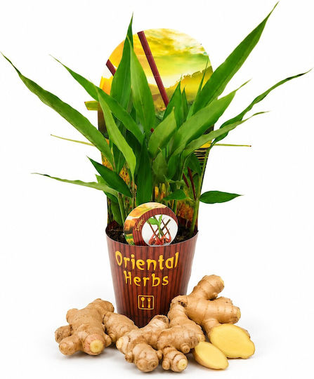 Ghimbir Thailandez Alpinia Galanga 12 Cm