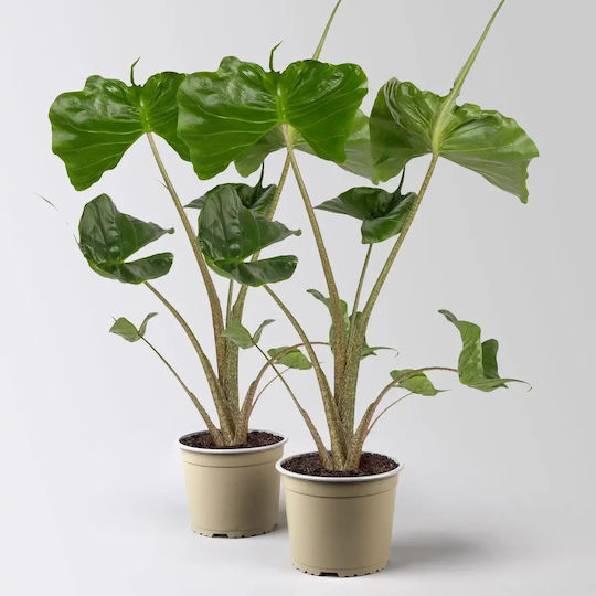 Alocasia Macrorrhiza Stingray
