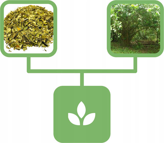 Ilex Guayusa Leaf 1 Kg Natural Shop
