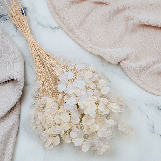 Monthly Dried Lunaria Bleached Monthly Dried Lunaria Bleached