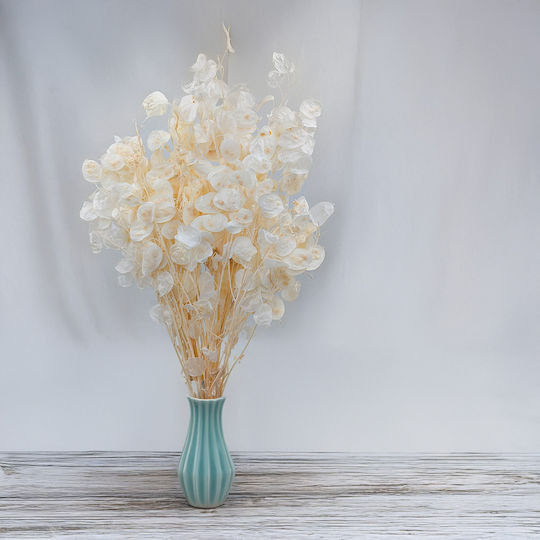 Monthly Dried Lunaria Bleached