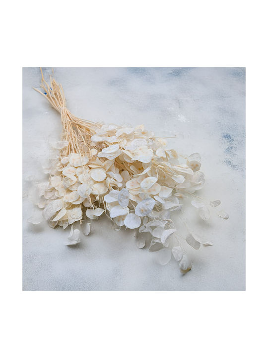 Monthly Dried Lunaria Bleached