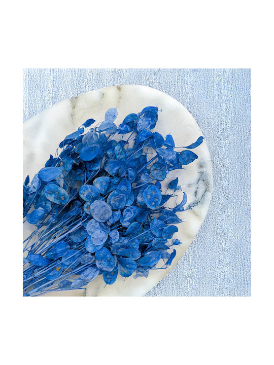 Lunaria Uscată Albastră Lunară Lunară