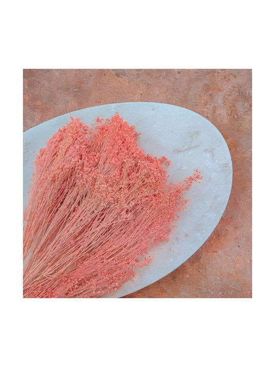 Dried Broom Bloom Gorse Salmon Pink
