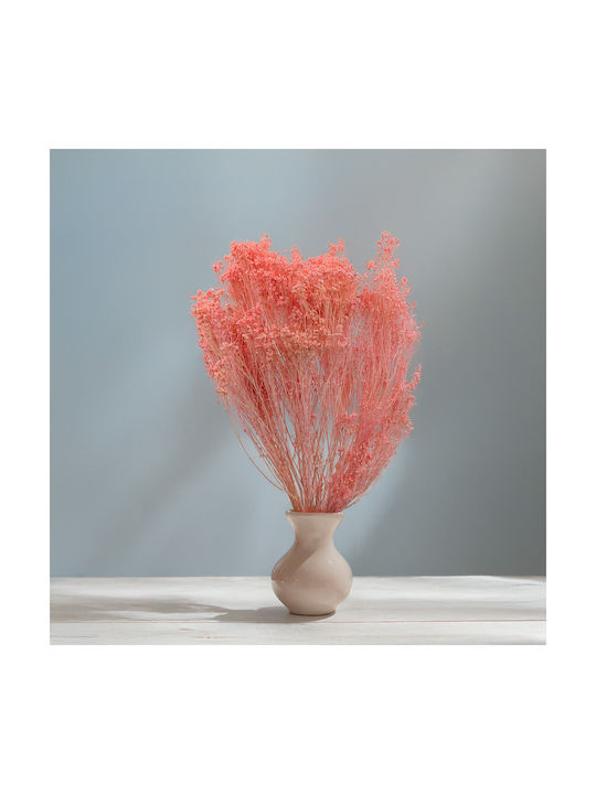 Dried Broom Bloom Gorse Salmon Pink