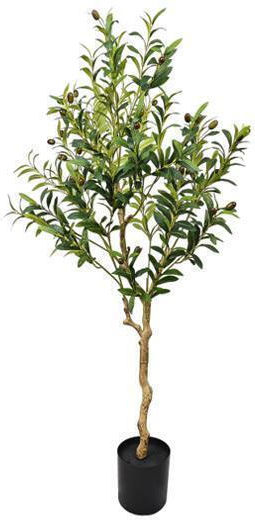 Outdoor Olive Tree