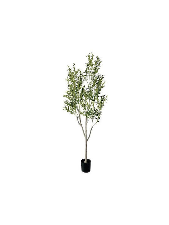 Olive Baum im Freien