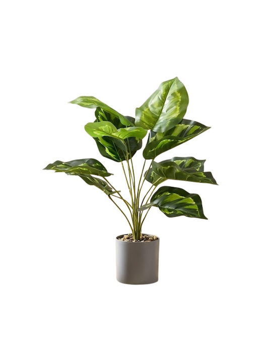 Devil's Ivy in Pot 60cm