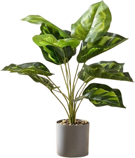 Pothos in Pot