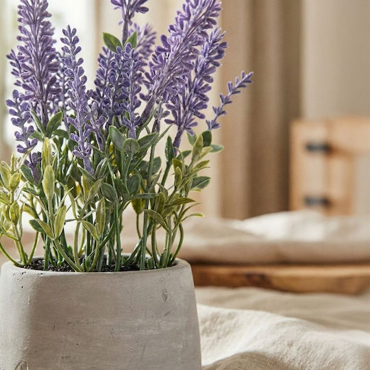 Lavender in Pot Purple Iliadis