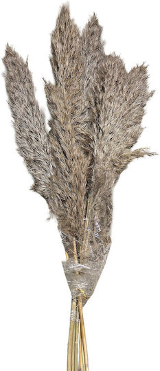 Αποξηραμένο Φυτό Pampas grass HOMie Αποξηραμένο Φυτό Pampas grass HOMie