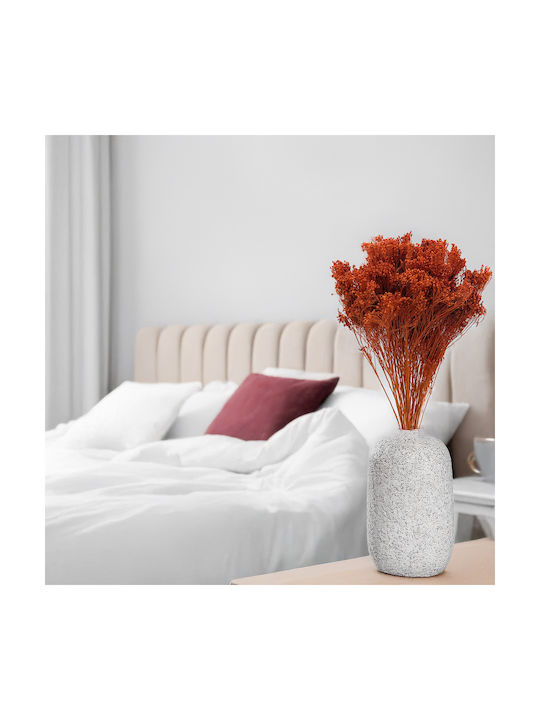 Dried Broom Bloom Broom Dark Terracotta