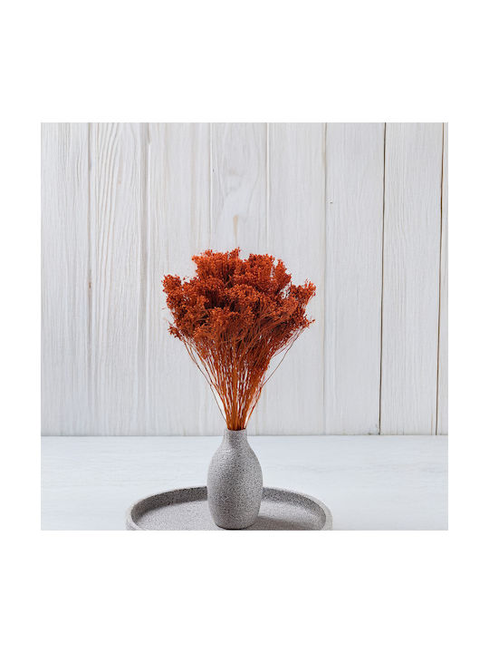 Dried Broom Bloom Broom Dark Terracotta
