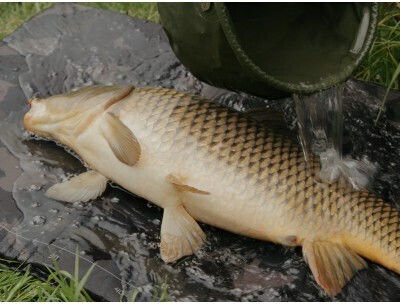Delphin Carpmat Banx Camo Saltea de primire pentru crap 110 X 60 Cm Camuflaj