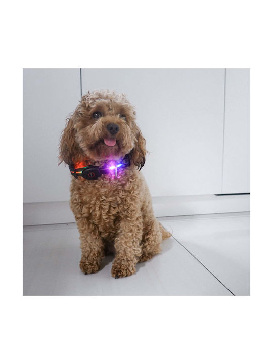 Petigio Led Κολαρο Σκυλου Mεdium 41–50 Cm