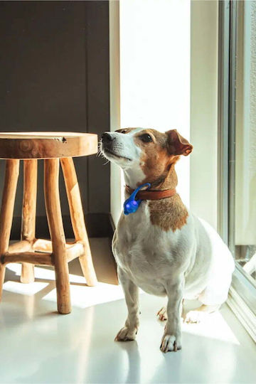 Petigio Led Light Silicone Collar Pet Green