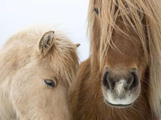 Poster Horses Pst25102 40cm X 50cm Μαύρη Ξύλινη Κορνίζα-60600pd156444f55321