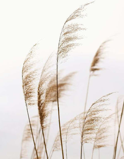 Poster Pampas Pst2586 40cm x 50cm Weiße Hölzernes Gemälde-Kadrin-60604pd156448f55310