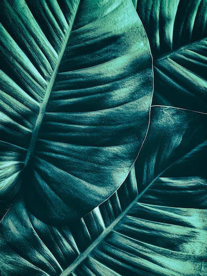 Poster Tropical Leaves Pst25152 40cm X 50cm Μαύρη Ξύλινη Κορνίζα-60685pd156425f55321