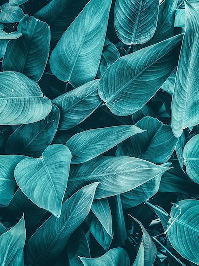 Poster Tropical Leaves Pst25159 40cm X 50cm Κορνίζα Καφέ Ξύλου 60689pd156421f63322