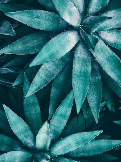 Poster Agave Plant Pst25158 40cm X 50cm Μαύρη Ξύλινη Κορνίζα-60690pd156422f55321