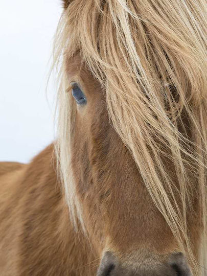 Poster Horse Pst2599 40cm X 50cm Λευκή Ξύλινη Κορνίζα-60602pd156446f55310