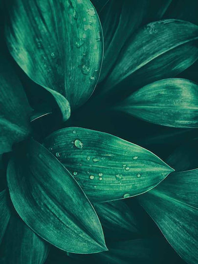 Poster Water Drop On Green Leaves Pst25151 40cm X 50cm Premium Μαύρο Ξύλινο Κάδρο-60686pd156426f55323