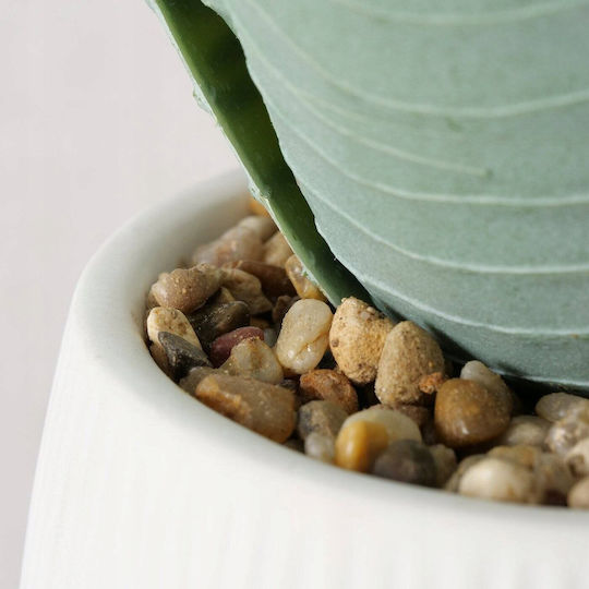 Aloe În Ghiveci Mic Albastru 29cm Boltze