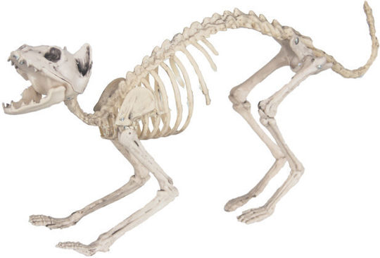 Decorative Cat Made of Plastic Skeleton 60x12x25cm