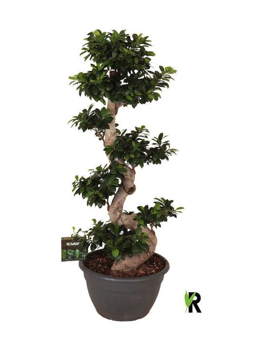 "μπονσάι Φίκος" Ficus Microcarpa Ginseng Bonsai 8-type Xxxl