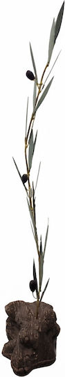 Großer Zweig Olive Großer Zweig Olive