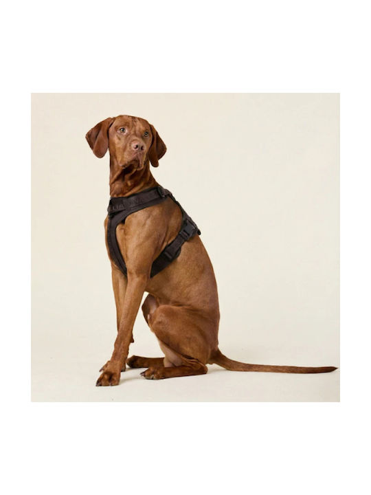 William Walker Hundegeschirre Apex Y Braun Leichtes Mesh & Neopren X-klein 35-48cm