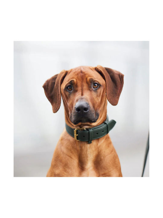 William Walker Leather Dog Collar Green Plain Collection Size Small 31cm